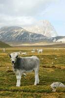 mountain landscape grazing animals photo