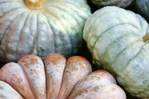 un cerca arriba de un calabaza con un grande naranja centrar foto