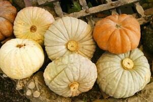 a close up of a pumpkin with a large orange center photo