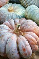 a close up of a pumpkin with a large orange center photo