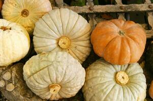 un cerca arriba de un calabaza con un grande naranja centrar foto