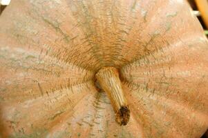 a close up of a pumpkin with a large orange center photo