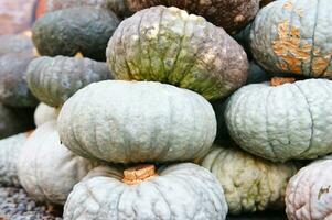 a close up of a pumpkin with a large orange center photo