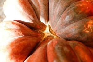 a close up of a pumpkin with a large orange center photo