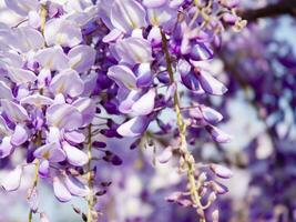 a purple flower is hanging from a tree photo