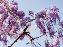 un púrpura flor es colgando desde un árbol foto