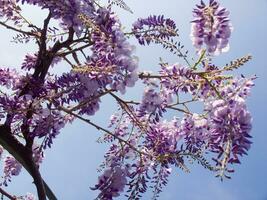 a purple flower is hanging from a tree photo