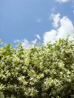 un arbusto con blanco flores y verde hojas foto