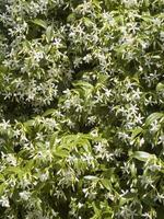 un arbusto con blanco flores y verde hojas foto