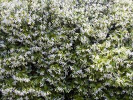 a bush with white flowers and green leaves photo