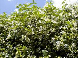 a bush with white flowers and green leaves photo