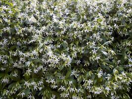 un arbusto con blanco flores y verde hojas foto