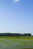 Rice fields in Vercelli Italy photo