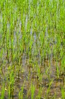 Rice fields in Vercelli Italy photo