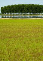 Rice fields in Vercelli Italy photo