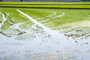 Rice fields in Vercelli Italy photo