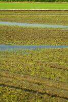 Rice fields in Vercelli Italy photo