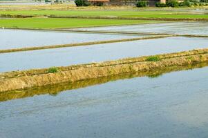 Rice fields in Vercelli Italy photo