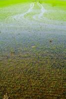 Rice fields in Vercelli Italy photo