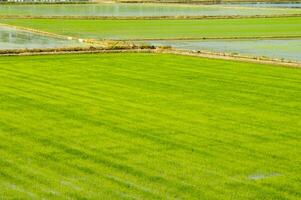 Rice fields in Vercelli Italy photo