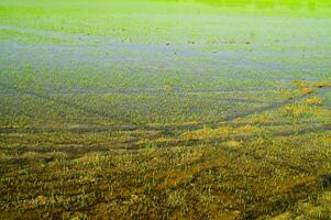 Rice fields in Vercelli Italy photo