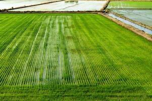 Rice fields in Vercelli Italy photo