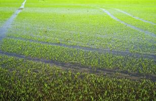 Rice fields in Vercelli Italy photo