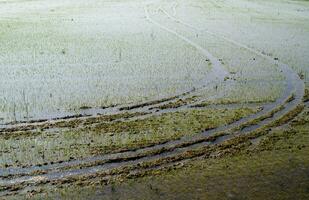 Rice fields in Vercelli Italy photo