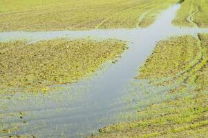 Rice fields in Vercelli Italy photo