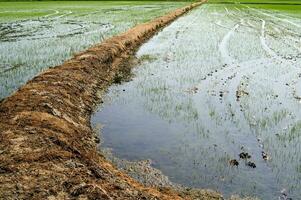 arroz campos en vercelli Italia foto