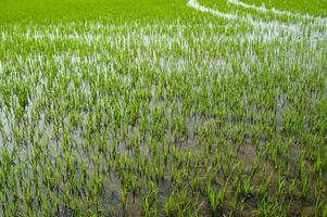 Rice fields in Vercelli Italy photo