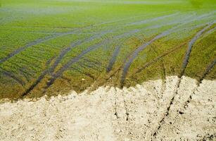 Rice fields in Vercelli Italy photo