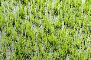 Rice fields in Vercelli Italy photo