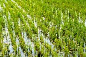 Rice fields in Vercelli Italy photo