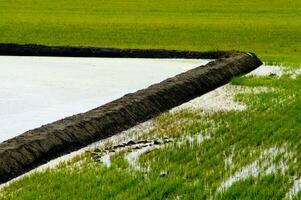 Rice fields in Vercelli Italy photo