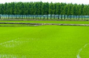 a field with water and grass in the middle photo