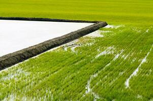 Rice fields in Vercelli Italy photo