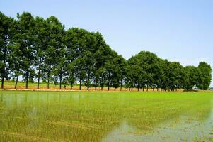 a field with a river of water running through it photo