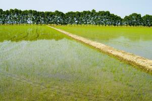 a field with a river of water running through it photo