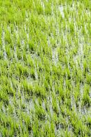 Rice fields in Vercelli Italy photo