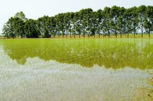 a field with a river of water running through it photo