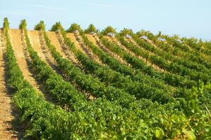 Large vineyard in the summer season photo