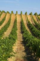 Large vineyard in the summer season photo