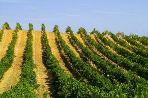 grande viñedo en el verano temporada foto