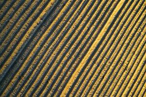 a close up of a field with lines of yellow photo