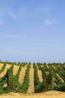 Large vineyard in the summer season photo