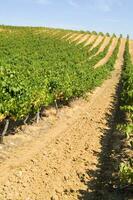 Large vineyard in the summer season photo