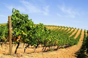 Large vineyard in the summer season photo