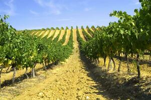 Large vineyard in the summer season photo