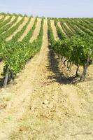 Large vineyard in the summer season photo